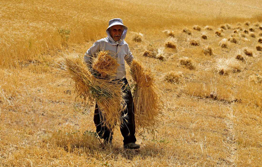 بیش از ۴۰۹ هزار تن گندم در استان همدان خریداری شده است