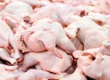 تولید مرغ در همدان ۲ برابر نیاز استان