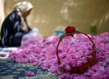 تولید ۱۰ هزار گیلوگرم گل محمدی در بیضا